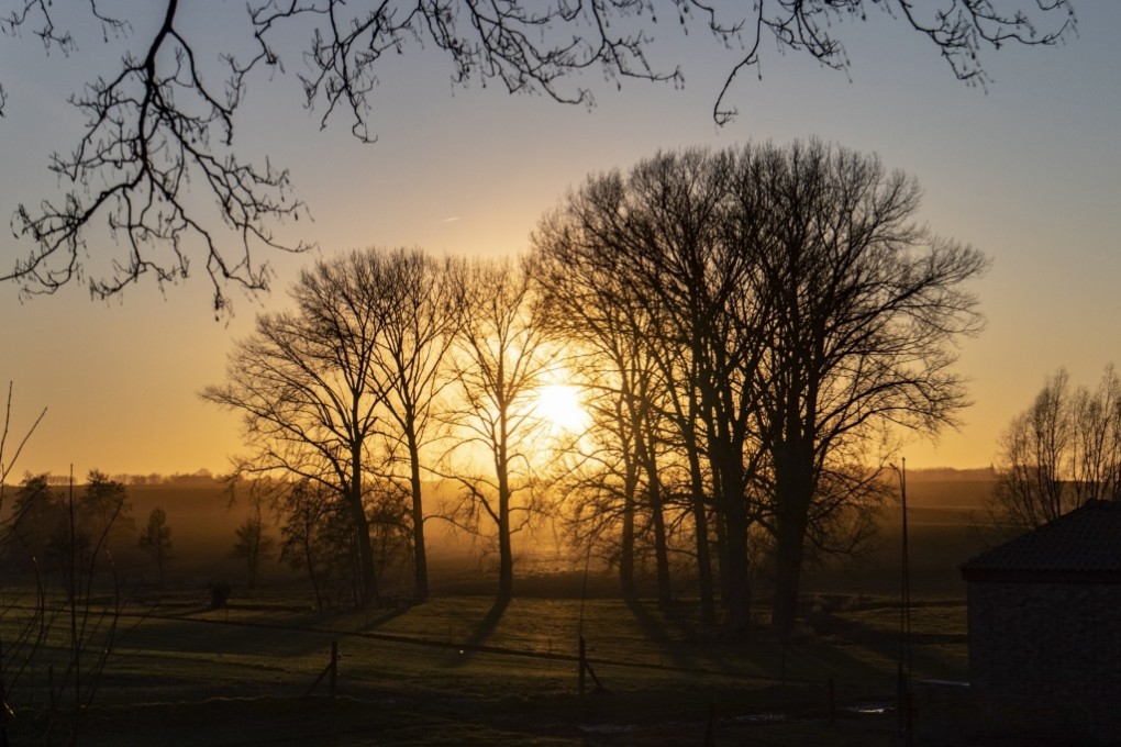 Sunset trough the trees